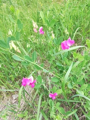Lathyrus tuberosus