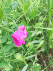 Lathyrus tuberosus