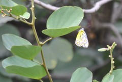 Delias eucharis