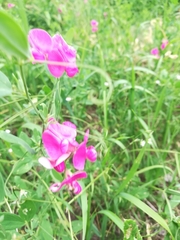 Lathyrus tuberosus