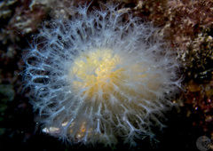 Alcyonium digitatum