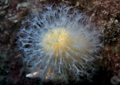 Alcyonium digitatum