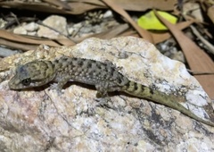 Nactus cheverti