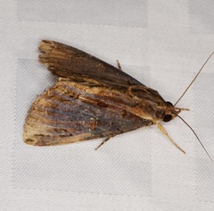 Ercheia cyllaria