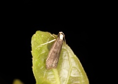 Epichostis