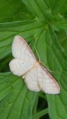 Idaea humiliata