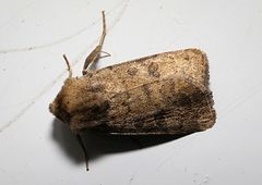 Hoplodrina octogenaria