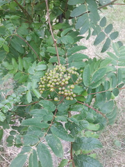 Sorbus aucuparia