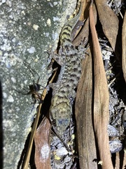 Nactus cheverti