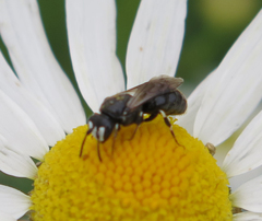 Hylaeus nigritus