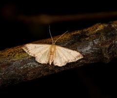 Idaea impexa