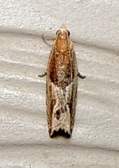 Ancylis