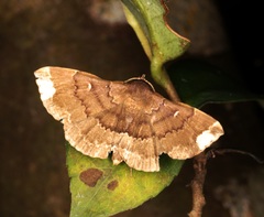 Adrapsa quadrilinealis