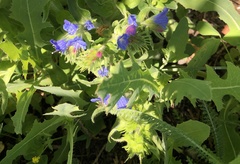 Echium vulgare