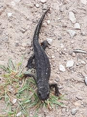 Pleurodelinae