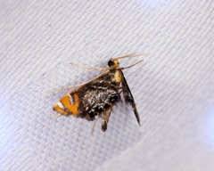 Nymphicula