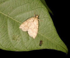 Olulis puncticinctalis