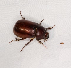 Apogonia cribricollis