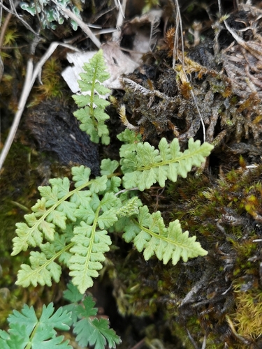 Image of Woodsia alpina by (c) Eva Lieungh, some rights reserved (CC BY-SA)