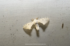 Penicillifera apicalis