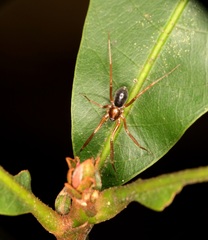 Phrurolithidae