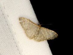 Idaea costiguttata