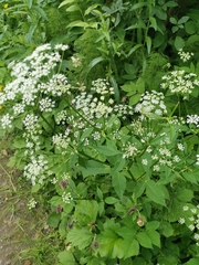 Aegopodium podagraria