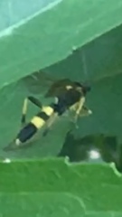 Amblyteles armatorius