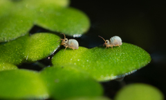 Sminthurides aquaticus