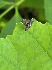 Prochoreutis myllerana