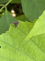 Prochoreutis myllerana