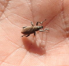 Tanymecus