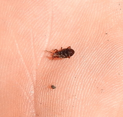 Lycoperdina succincta