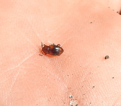 Lycoperdina succincta