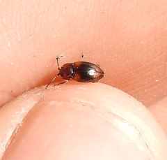 Lycoperdina succincta