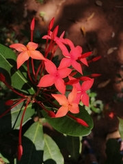 Ixora coccinea
