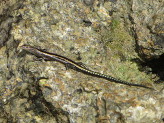 Cryptoblepharus africanus