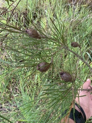Hakea actites