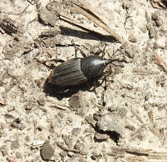 Sphenophorus striatopunctatus