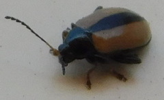 Phyllotreta armoraciae