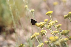 Satyrium