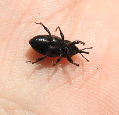 Sphenophorus striatopunctatus