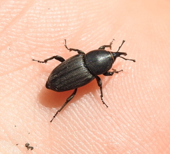 Sphenophorus striatopunctatus