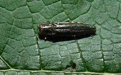 Agrilus difficilis