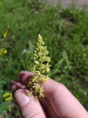 Reseda lutea