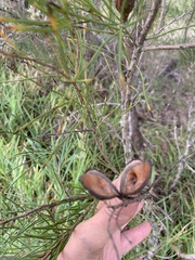 Hakea actites