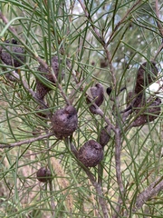 Hakea actites