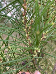 Hakea actites
