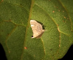 Cangetta hartoghialis