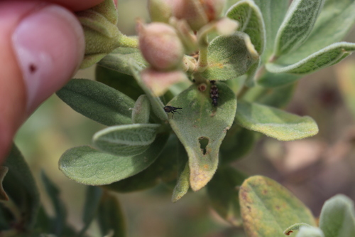Phrissotrichum tubiferum